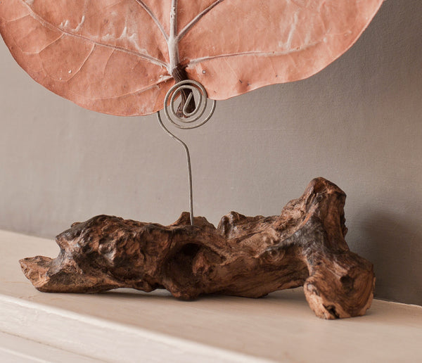 Natural driftwood stand for Canopy Infusion